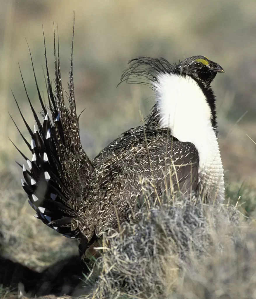 Gunnison Grouse