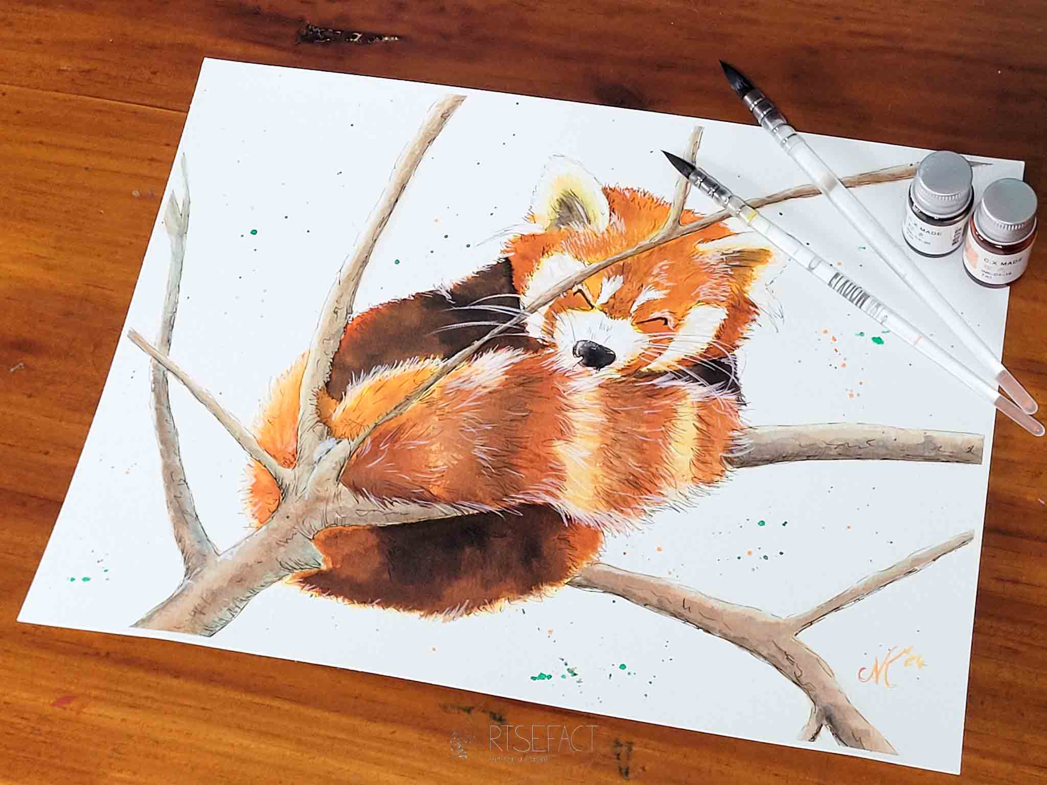 Red Panda sleeping in Tree