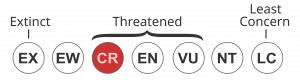 IUCN Status CRITICALLY ENDANGERED