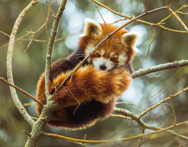 Red Panda sleeping on tree branches