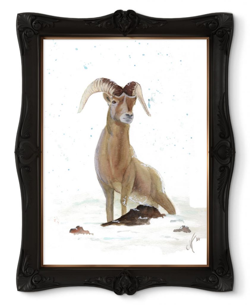 Ink Painting of a Sierra Nevada Bighorn Sheep