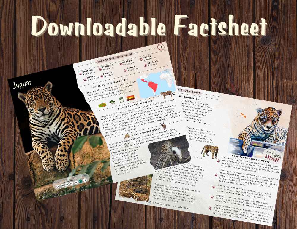 Jaguar Factsheet preview