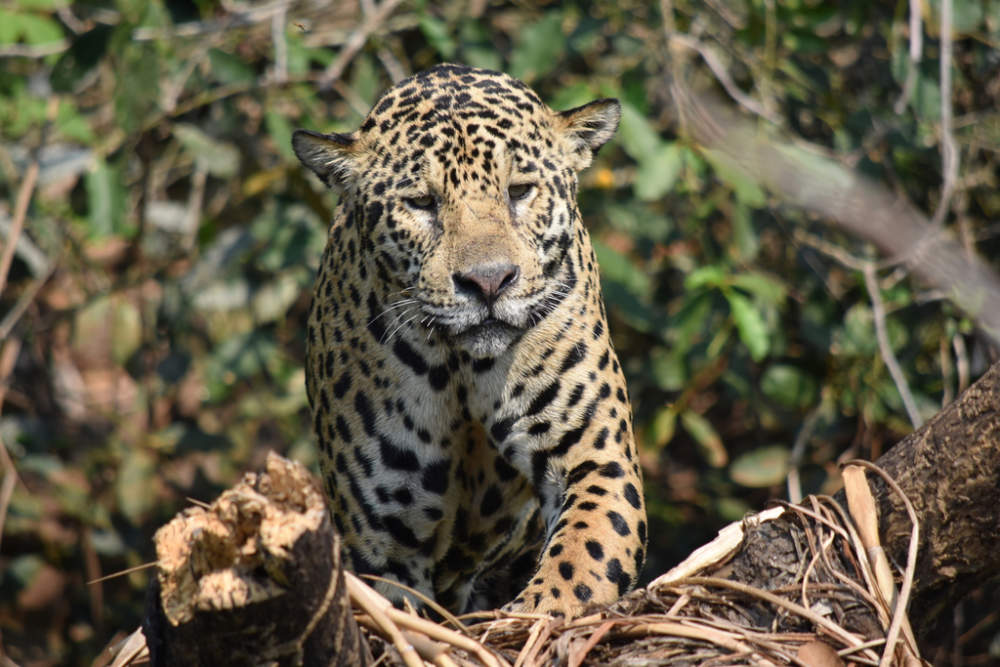 Photo of Jaguar