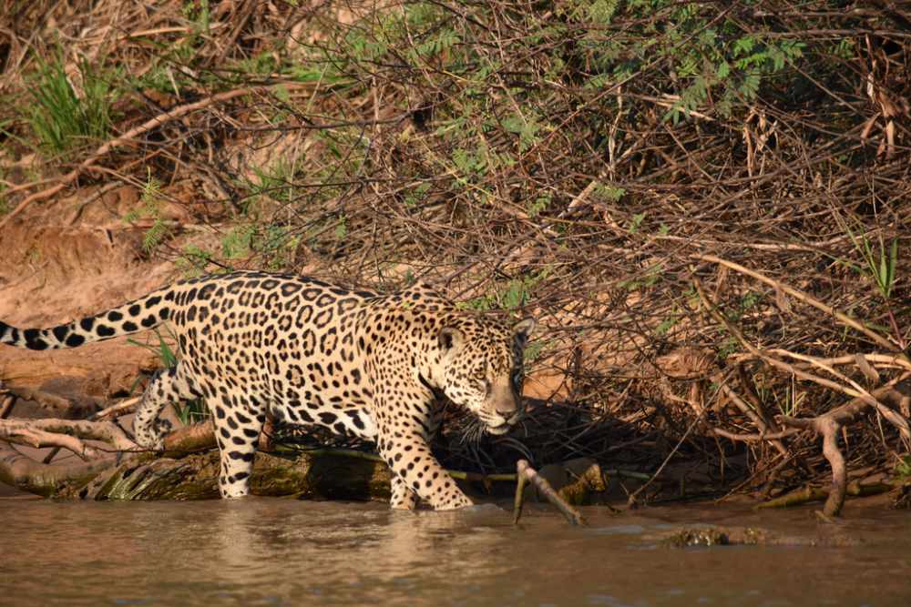 Photo of Jaguar in water