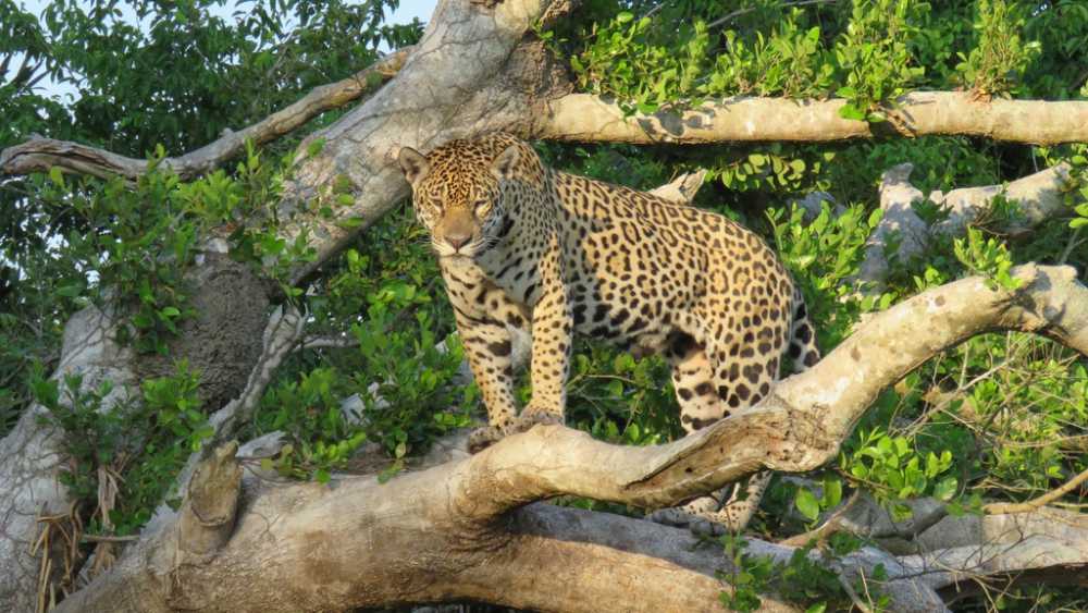 Photo of Jaguar in trees