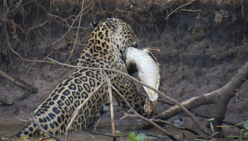 Photo of Jaguar with prey