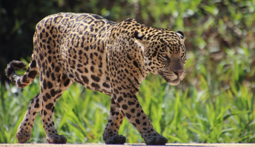 Photo of Jaguar