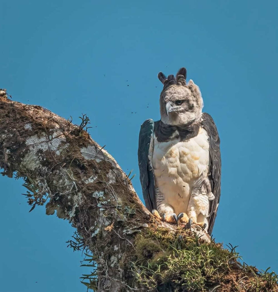 Harpy Eagle