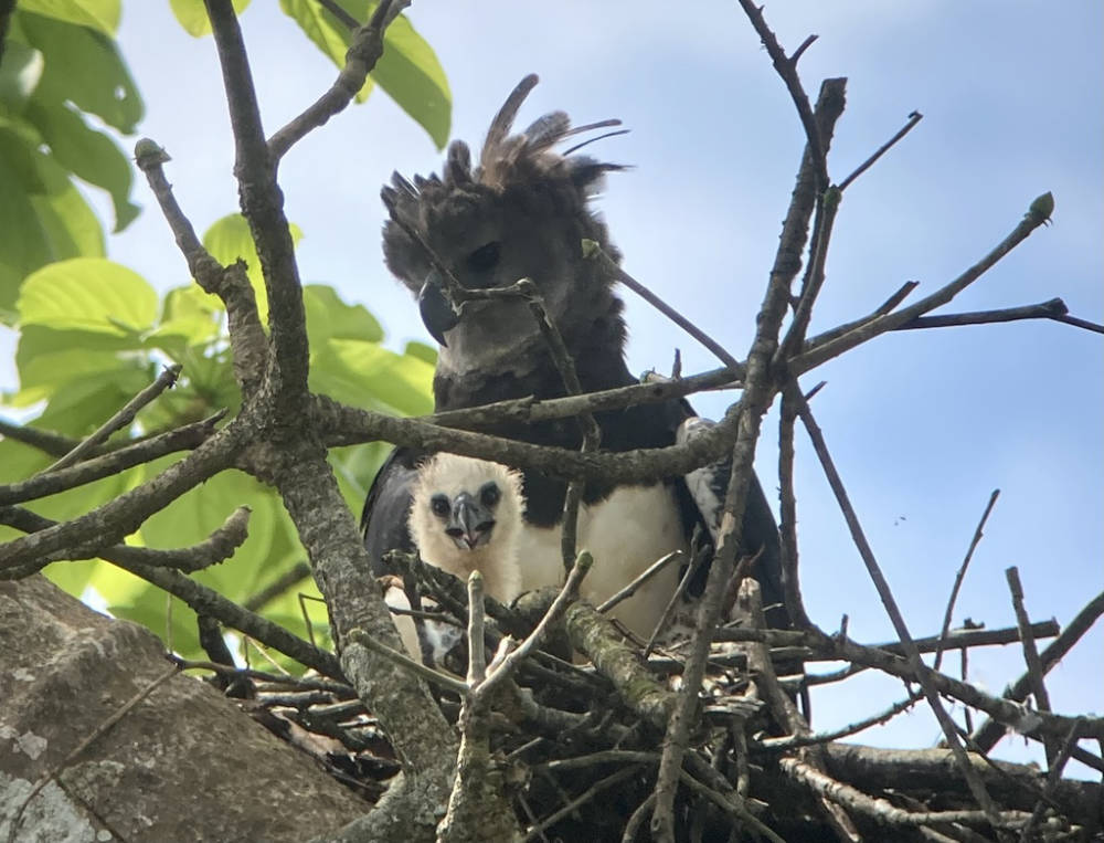 Harpy Eagle with chick in nest