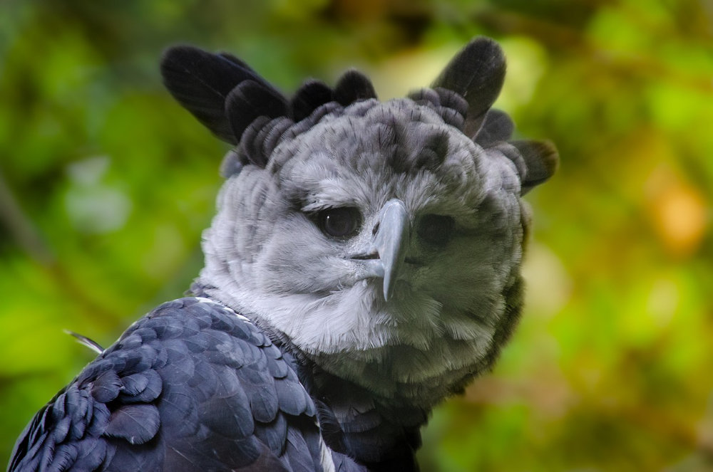 Harpy Eagle