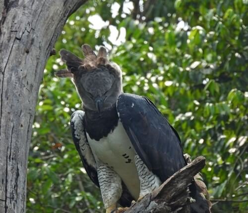 photo of harpy eagle