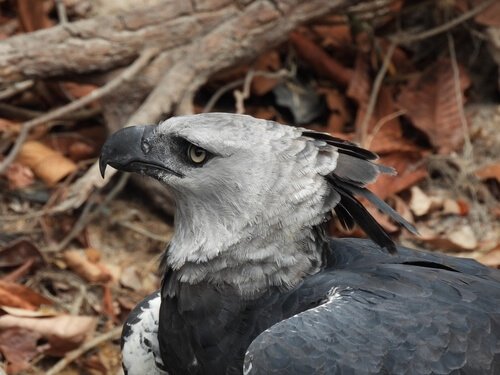 photo of harpy eagle