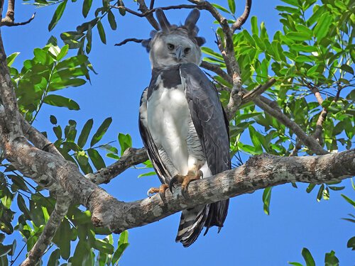 photo of harpy eagle