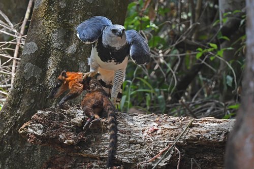 photo of harpy eagle with prey