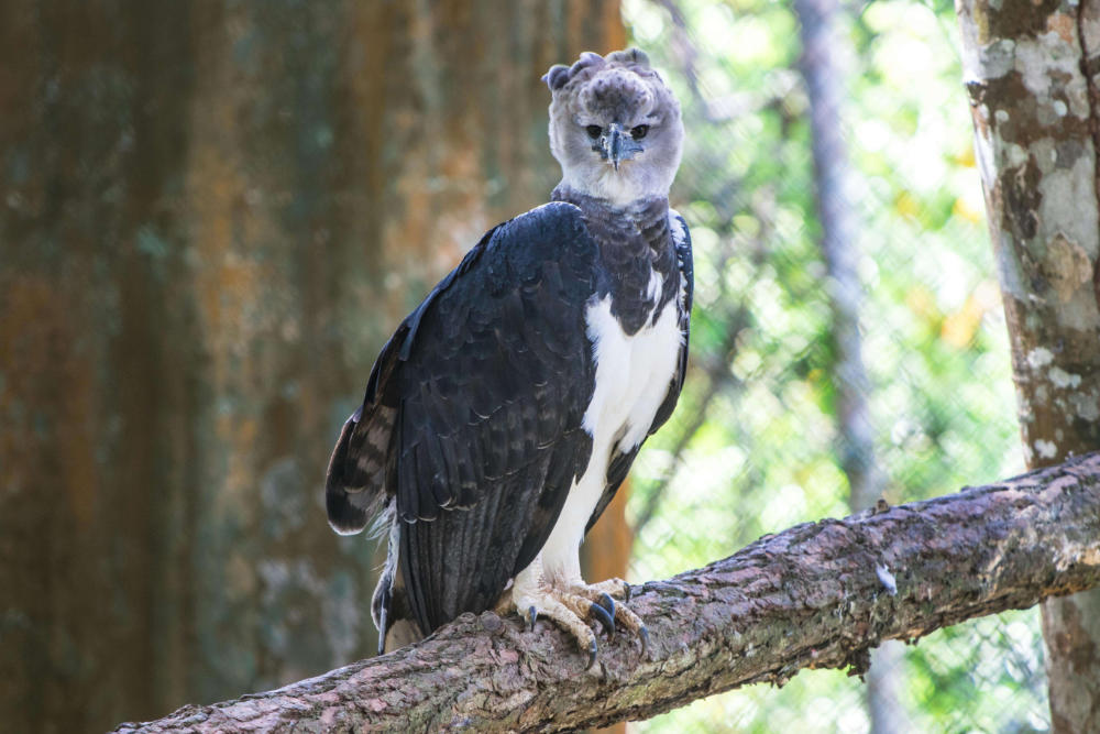 Harpy Eagle Perched on Branch in Natural Habitat