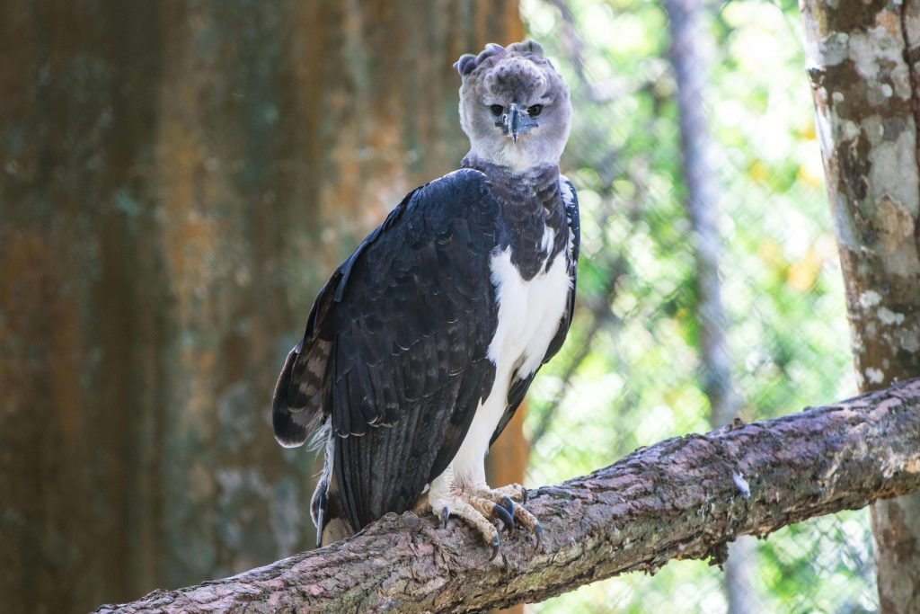 photo of harpy eagle