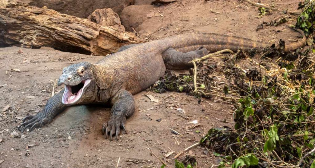 Photo of Komodo Dragon