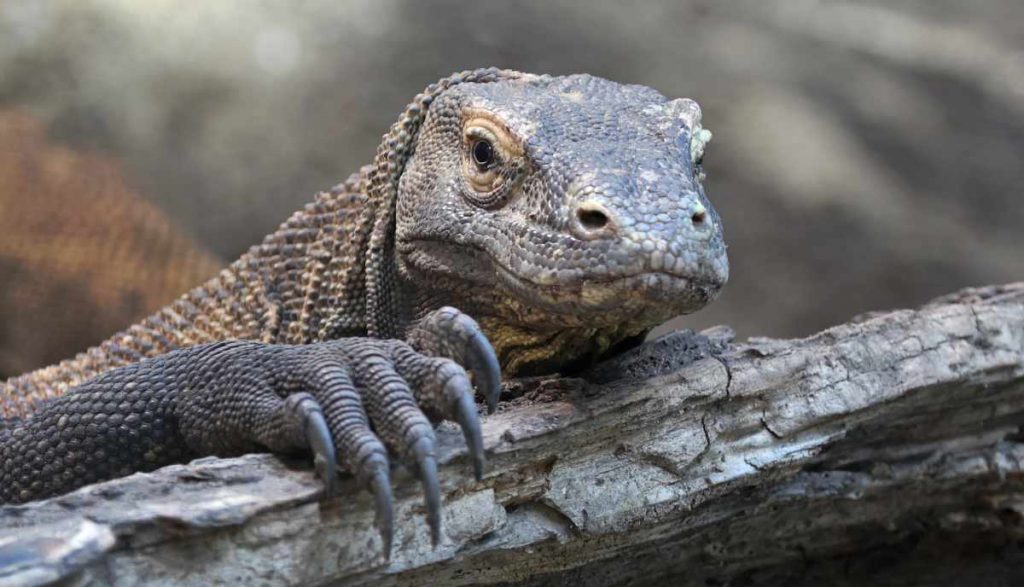 Photo of Komodo Dragon