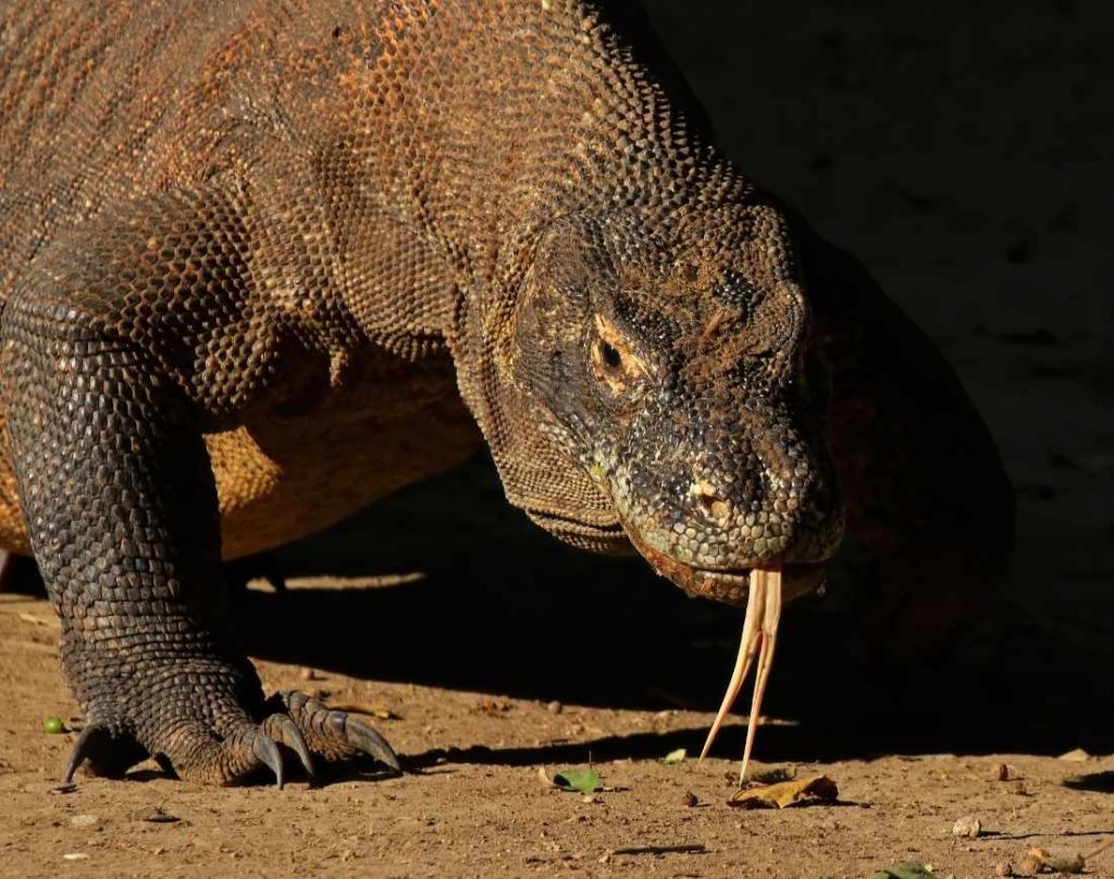 Photo of Komodo Dragon