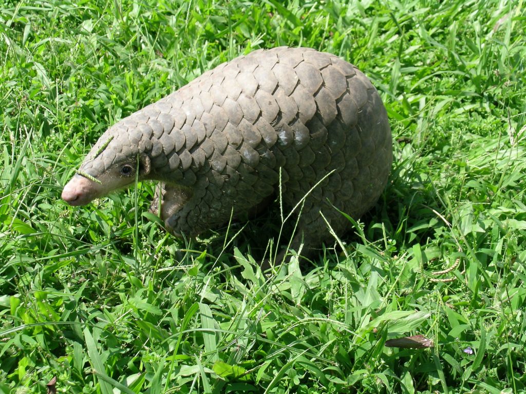 "A Chinese pangolin (Manis pentadactyla) standing on a grassy field, showcasing its keratin scales, elongated body, and curved tail. Image via IUCN SSC Pangolin Specialist Group."