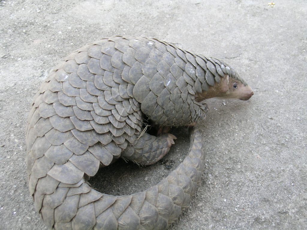 "A Chinese pangolin curled up on a concrete surface, highlighting its distinctive overlapping scales."