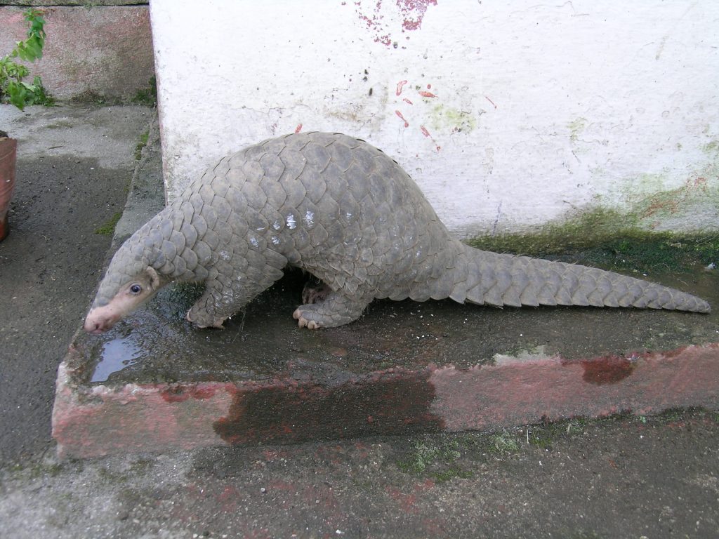 "A Chinese pangolin (Manis pentadactyla) standing on a damp surface in a captive environment, highlighting its keratin scales, elongated body, and distinctive tail. Image © Sarita Jnawali via IUCN Pangolin Specialist Group."