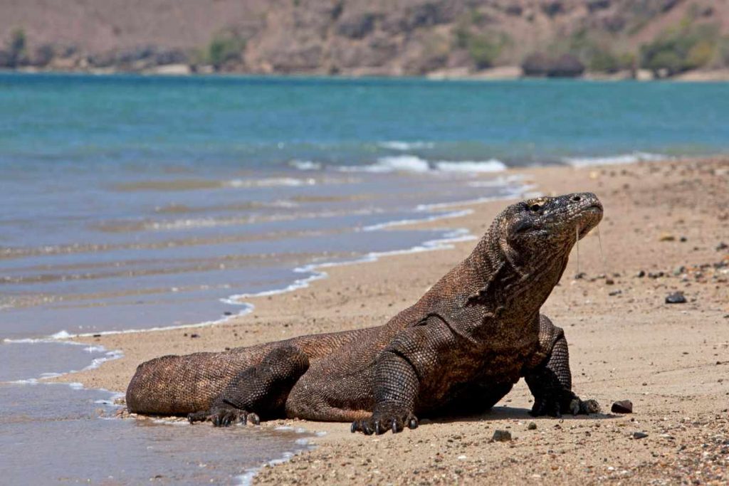 photo of komodo dragon near ocean