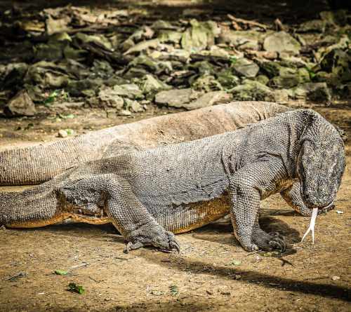 Photo of Komodo Dragon