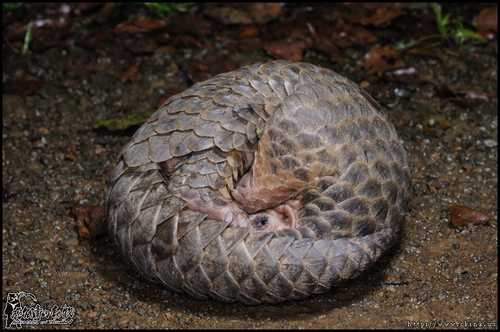 "A Chinese pangolin (Manis pentadactyla) curled into a defensive ball on a forest floor, showcasing its keratin scales and unique protective behavior. Image via iNaturalist."