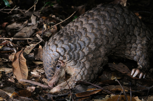 "A Chinese pangolin with overlapping protective scales, foraging on the forest floor among dry leaves."