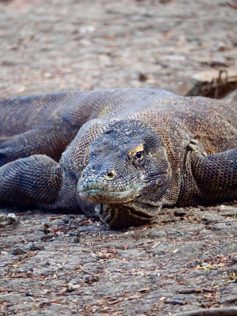 Photo of Komodo Dragon