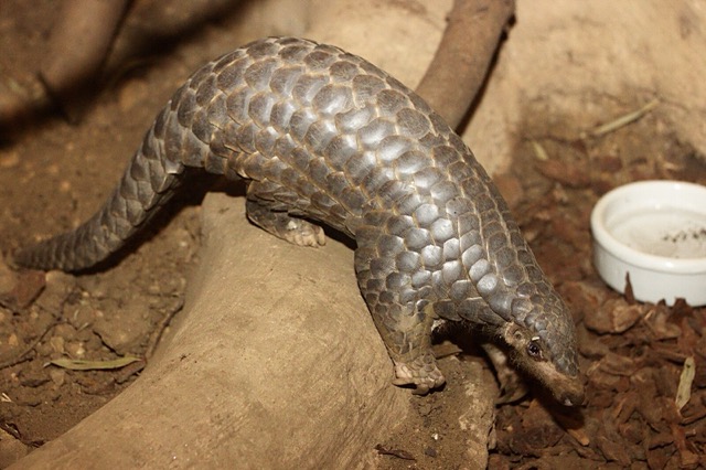 "A pangolin standing on a log in a naturalistic enclosure, with its protective scales glinting under the light."