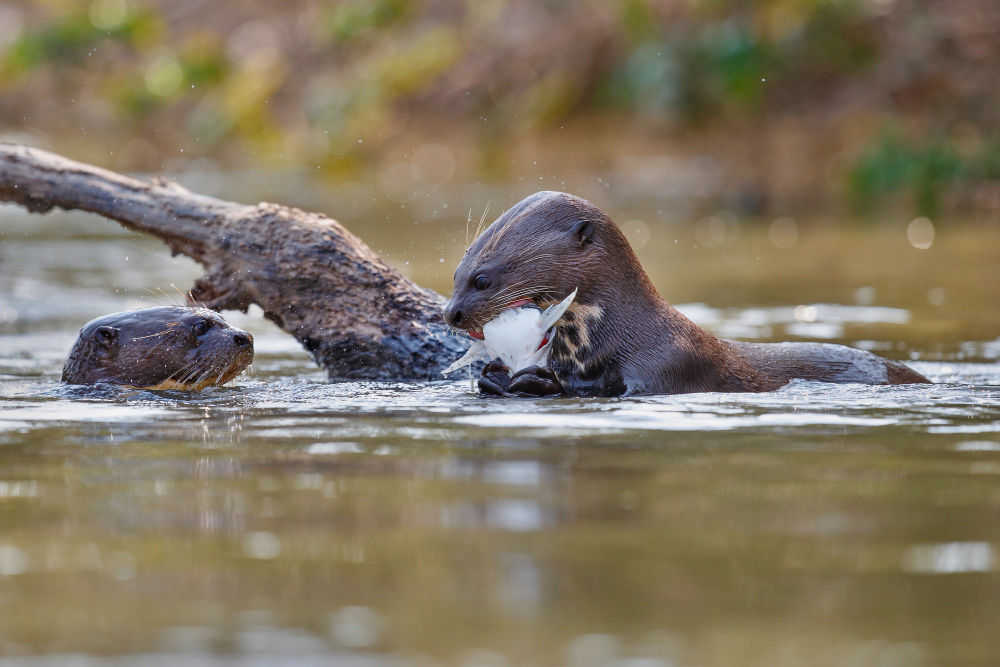 Photo of a giant river otter by vladimircech via freepik.com