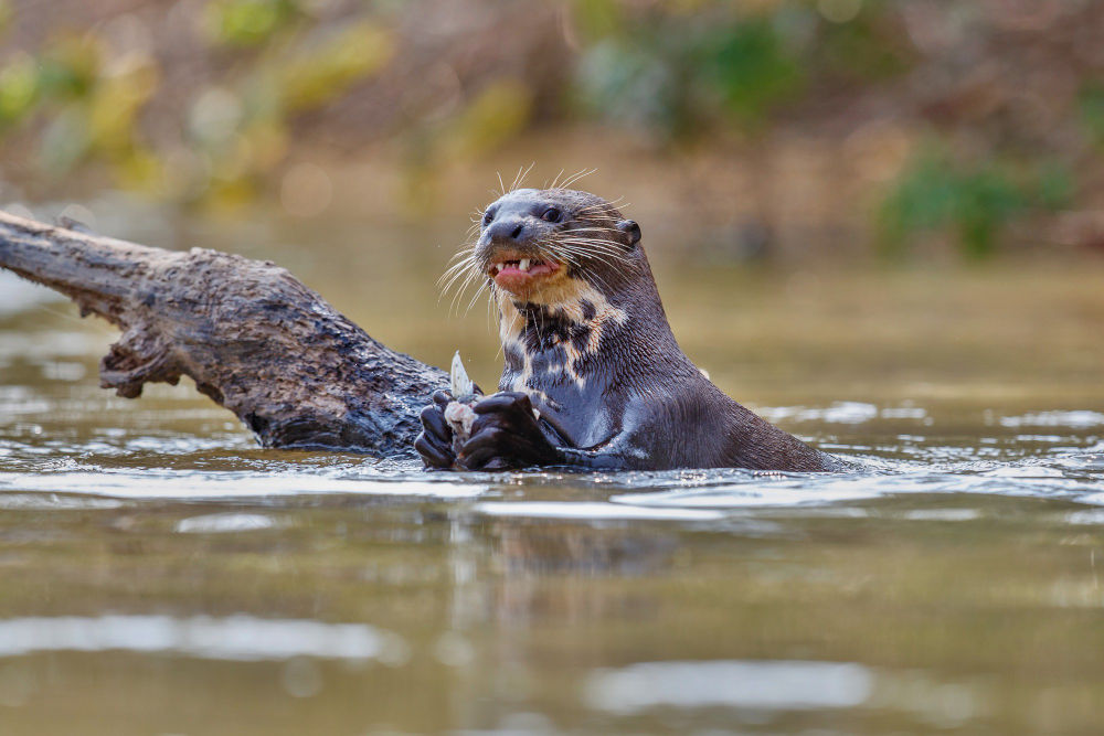 Photo of a giant river otter by vladimircech via freepik.com