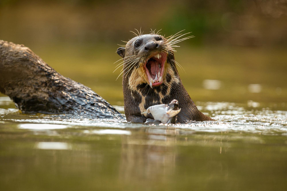 Photo of a giant river otter by vladimircech via freepik.com