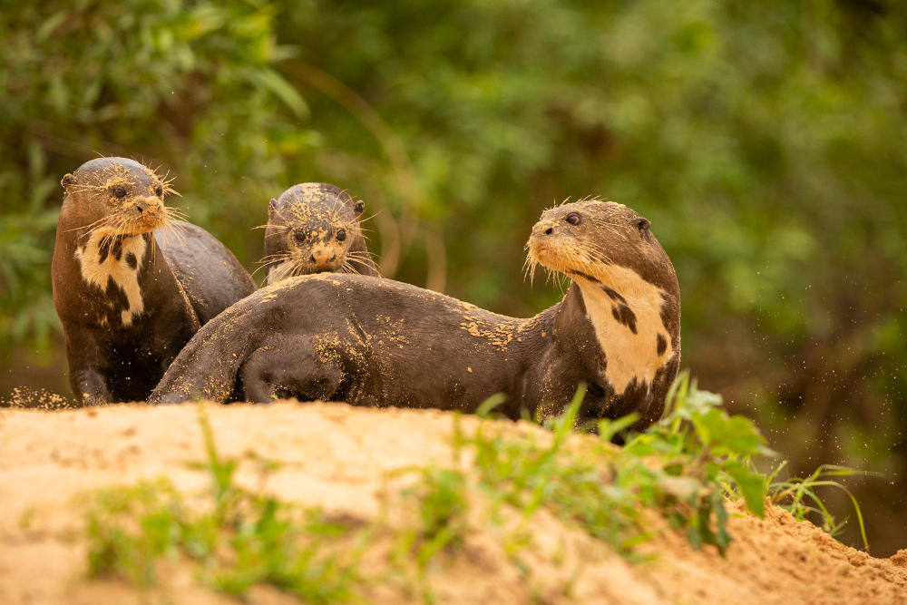 Photo of a giant river otter family by vladimircech via freepik.com
