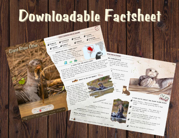 Factsheet Giant River Otter - 3