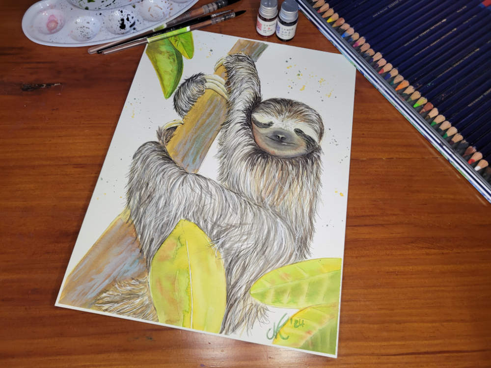 Pygmy Three-toed Sloth