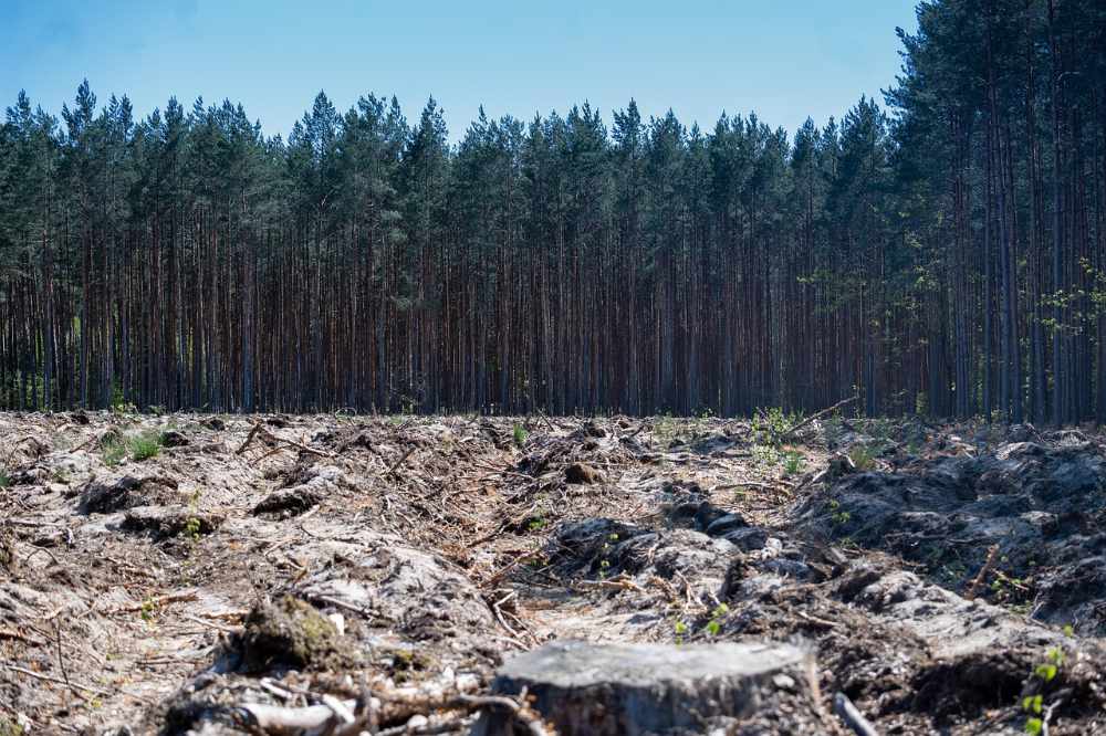 Forest destruction