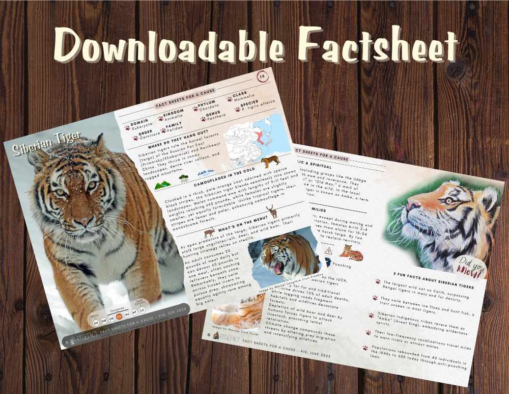 Siberian Tiger Factsheet - 3 Downloadable Factsheet
