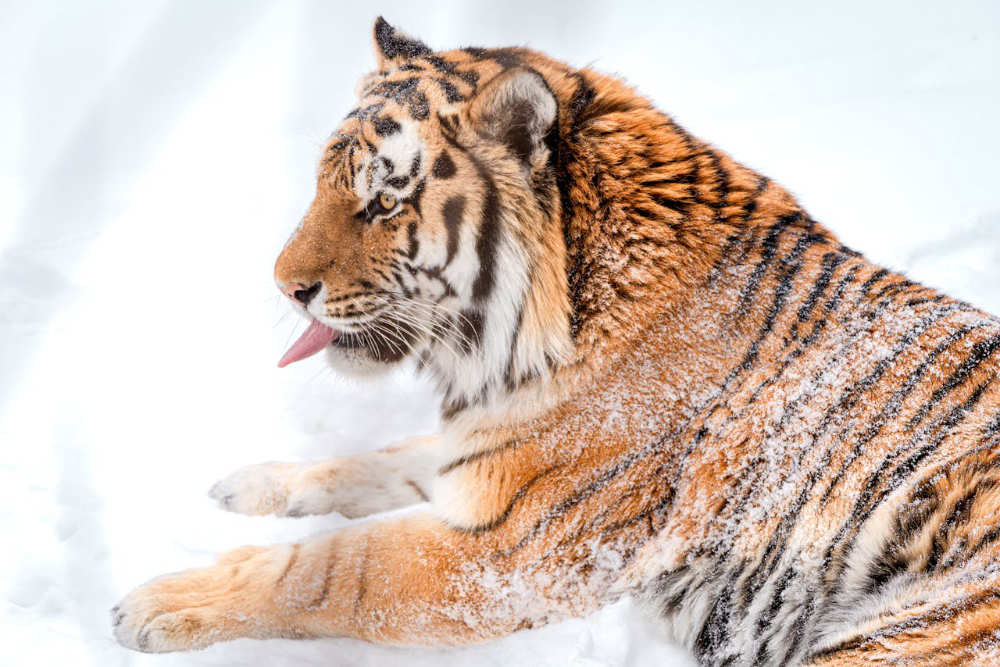 Majestic Siberian Tiger in Snowy Landscape