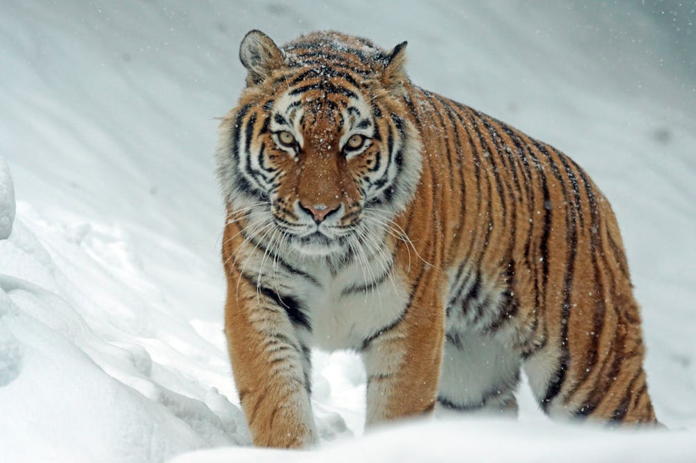 Photo of Siberian Tiger in Snow