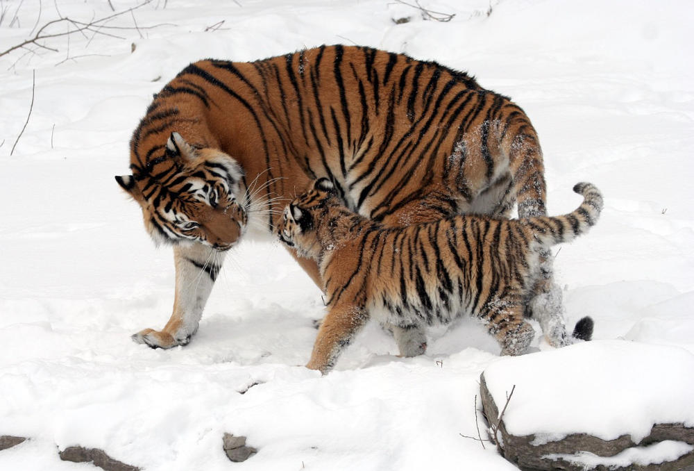 tigers-cub-tiger-cub-mother-snow