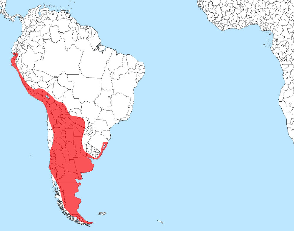 Chilean Flamingo Range Map