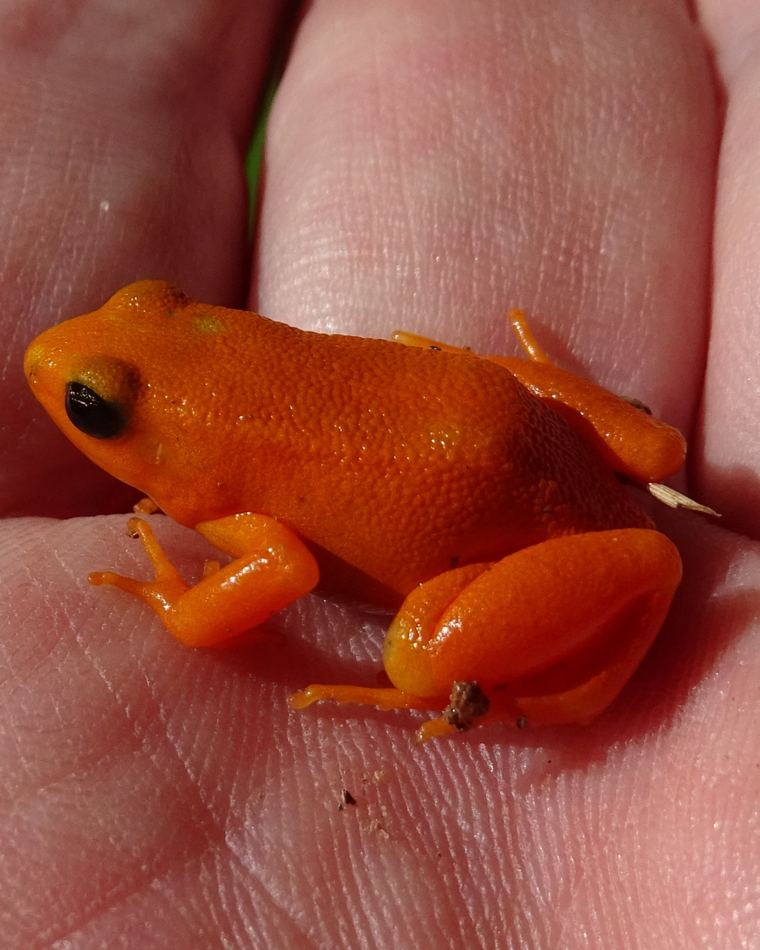 Red golden mantella frog