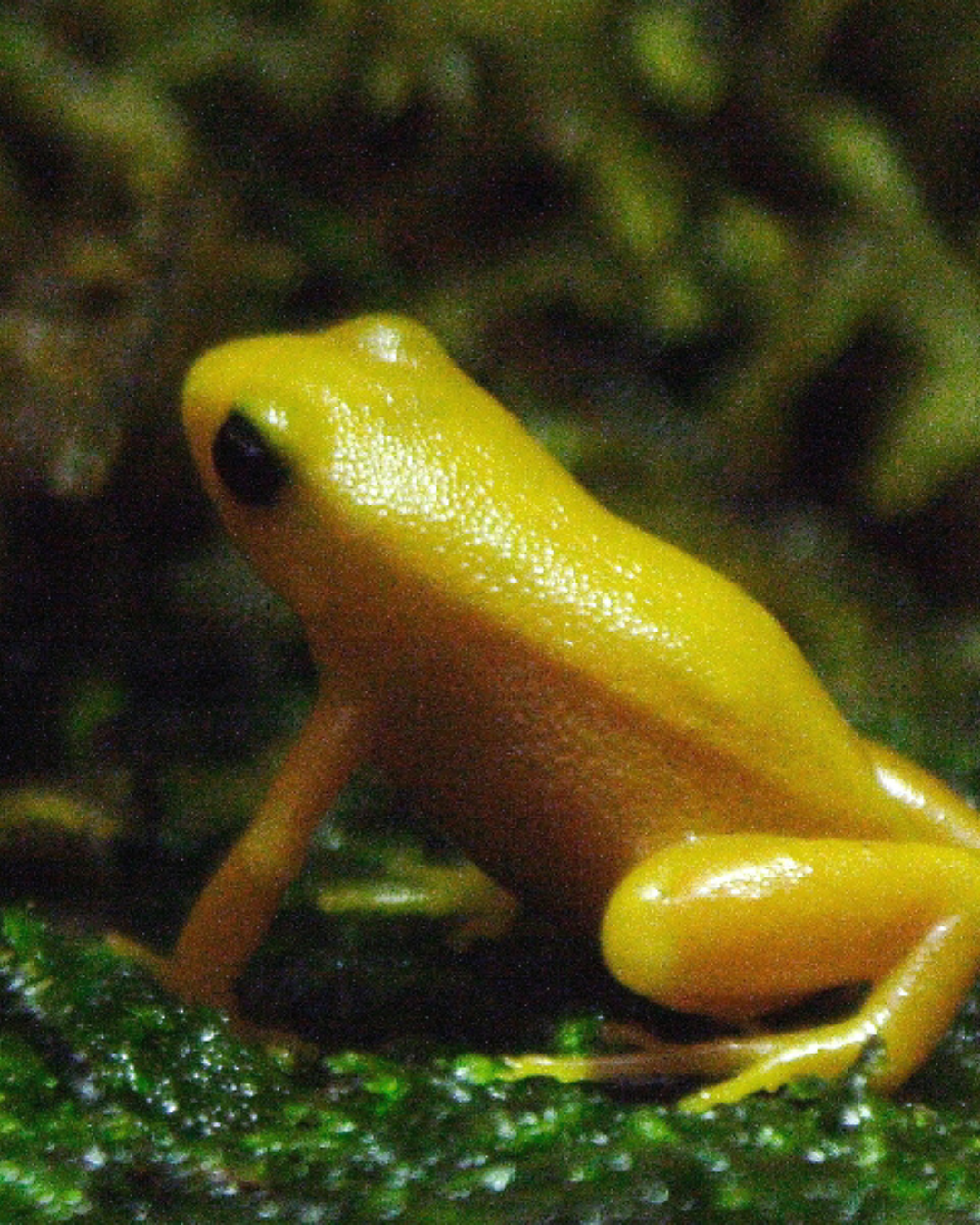Yellow golden mantella frog