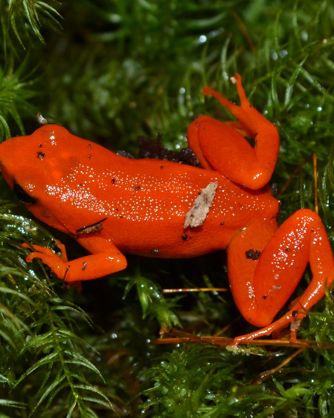 Red mantella frog on wet grass