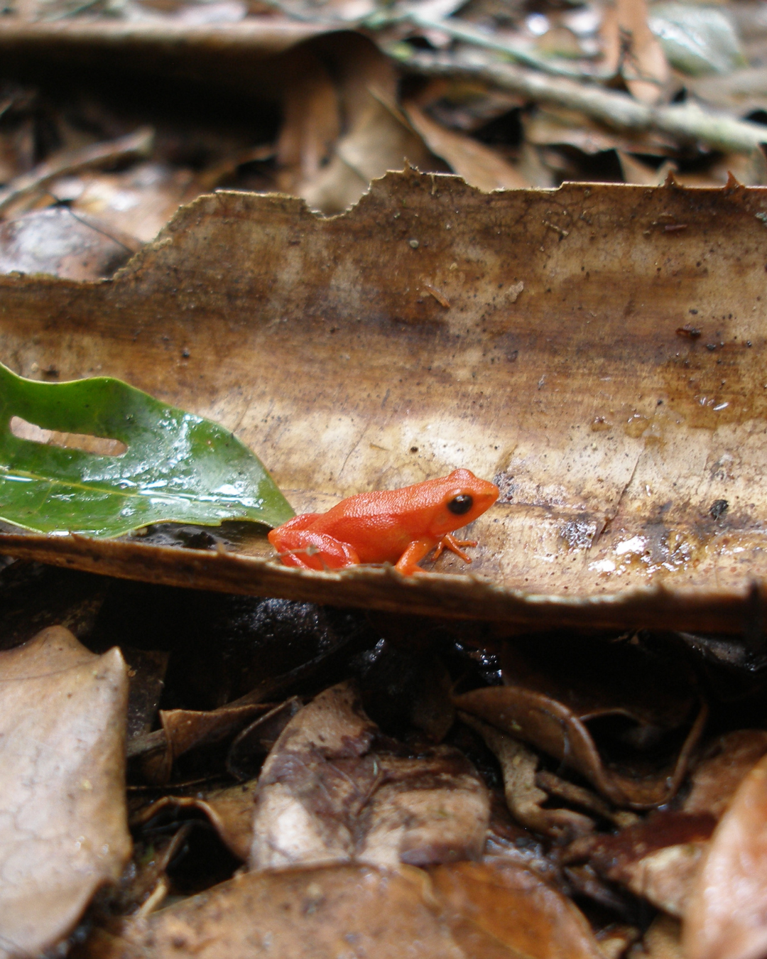 Red mantella frog on bark