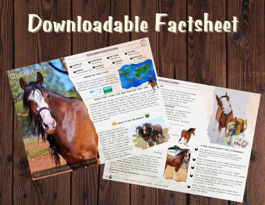 Clydesdale Factsheet promo