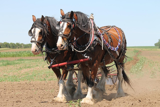 Clydesdale, Plowing, Horse via pixabay.